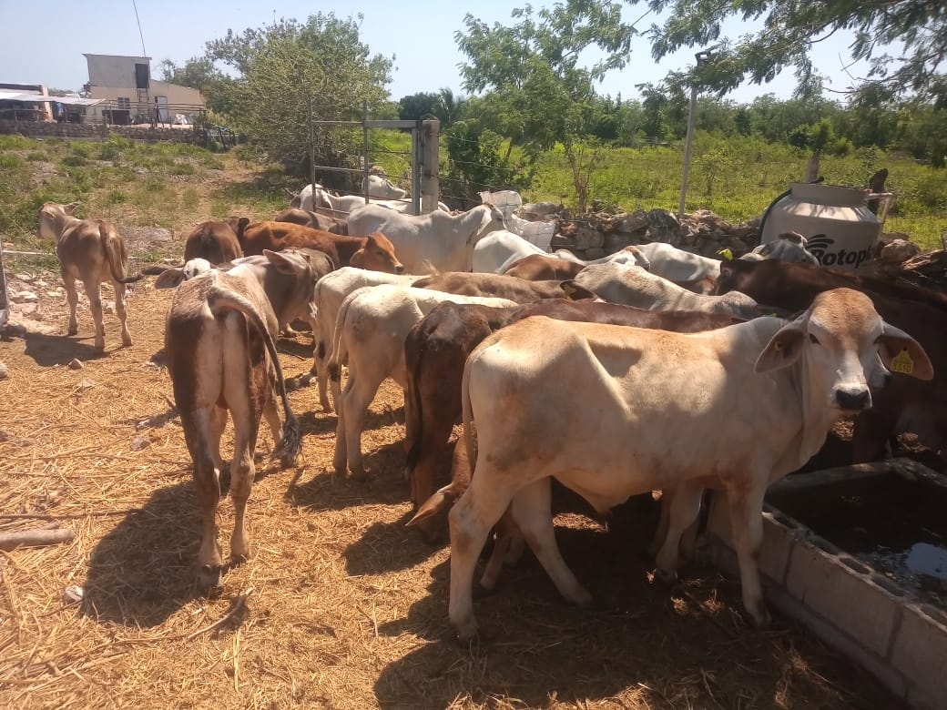 Ganaderos enfrentan crisis por la sequía y altos costos de alimento. Ganaderos enfrentan crisis por la sequía y altos costos de alimento.