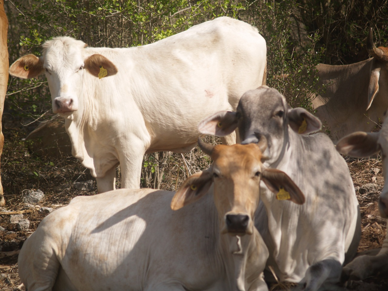 Los potreros y montes, afectados por la falta de lluvias, no ofrecen suficiente alimento Los potreros y montes, afectados por la falta de lluvias, no ofrecen suficiente alimento