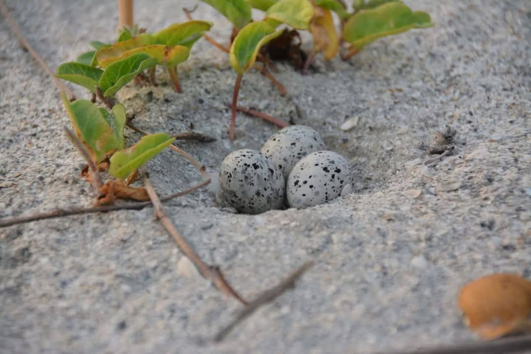 La Dirección de Medio Ambiente del Ayuntamiento ha incrementado la seguridad para esta especie que anida en el sector, de igual manera es para las tortugas marinas. La Dirección de Medio Ambiente del Ayuntamiento ha incrementado la seguridad para esta especie que anida en el sector, de igual manera es para las tortugas marinas.