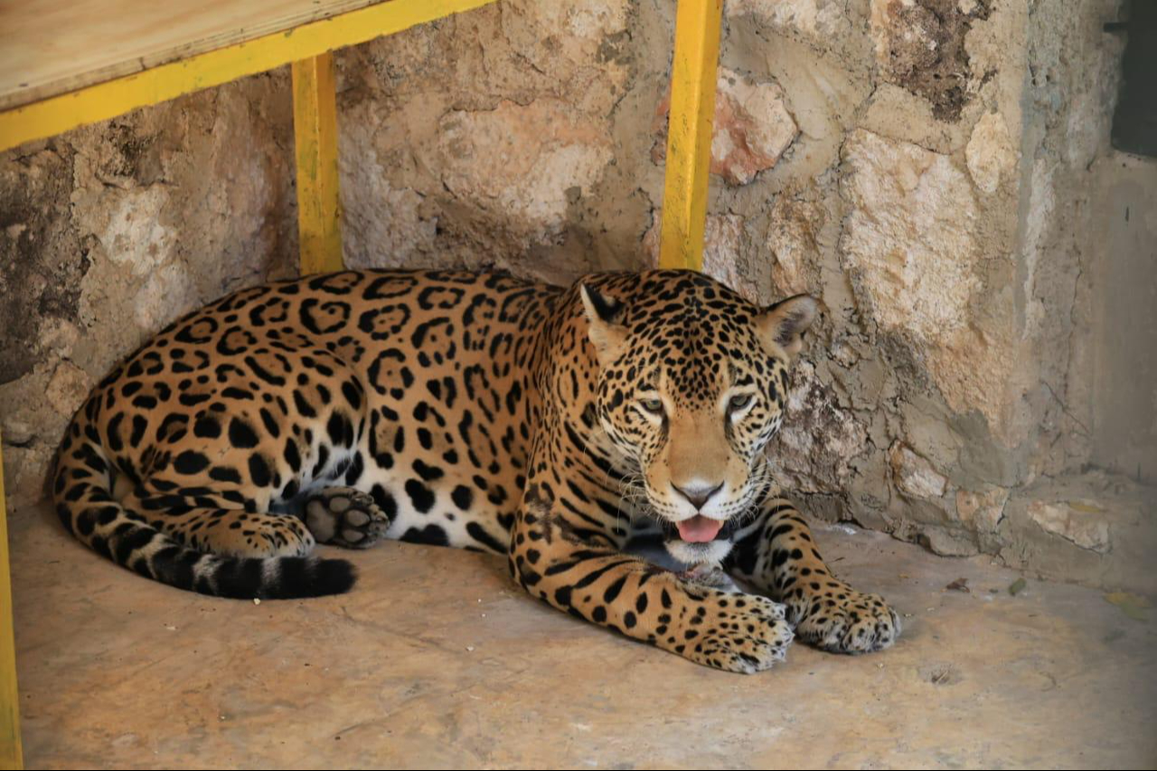Un jaguar macho arriba al zoológico para ser parte de los planes de reproducción de animales en cautiverio Un jaguar macho arriba al zoológico para ser parte de los planes de reproducción de animales en cautiverio
