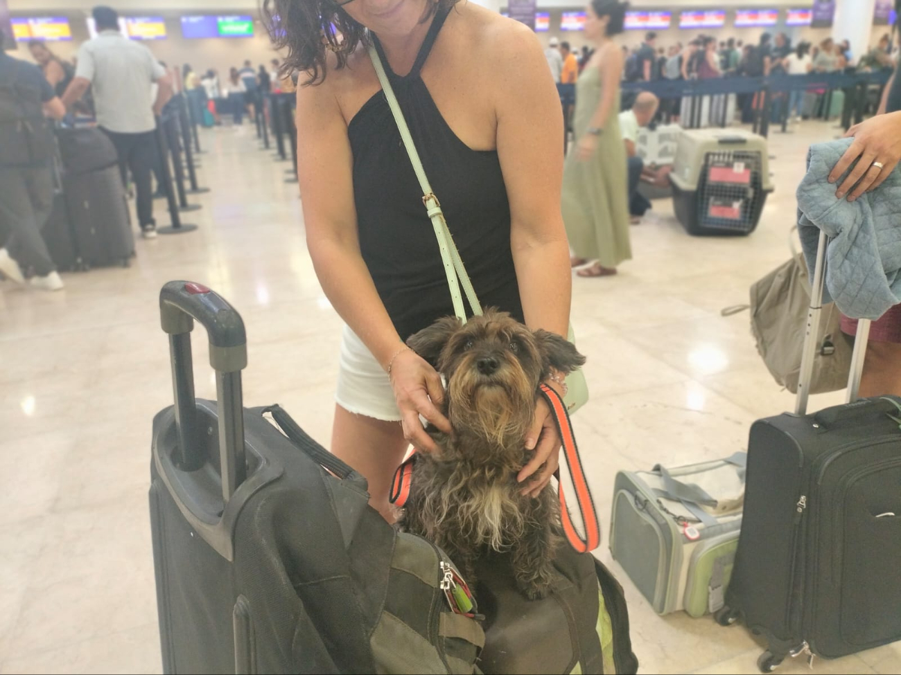 Con tristeza los tres perritos le dijeron "hasta luego" a su dueño Con tristeza los tres perritos le dijeron "hasta luego" a su dueño