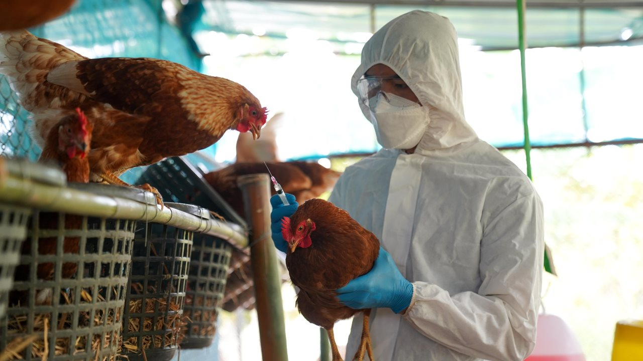  Llaman a evitar pánico en Campeche por influenza aviar   