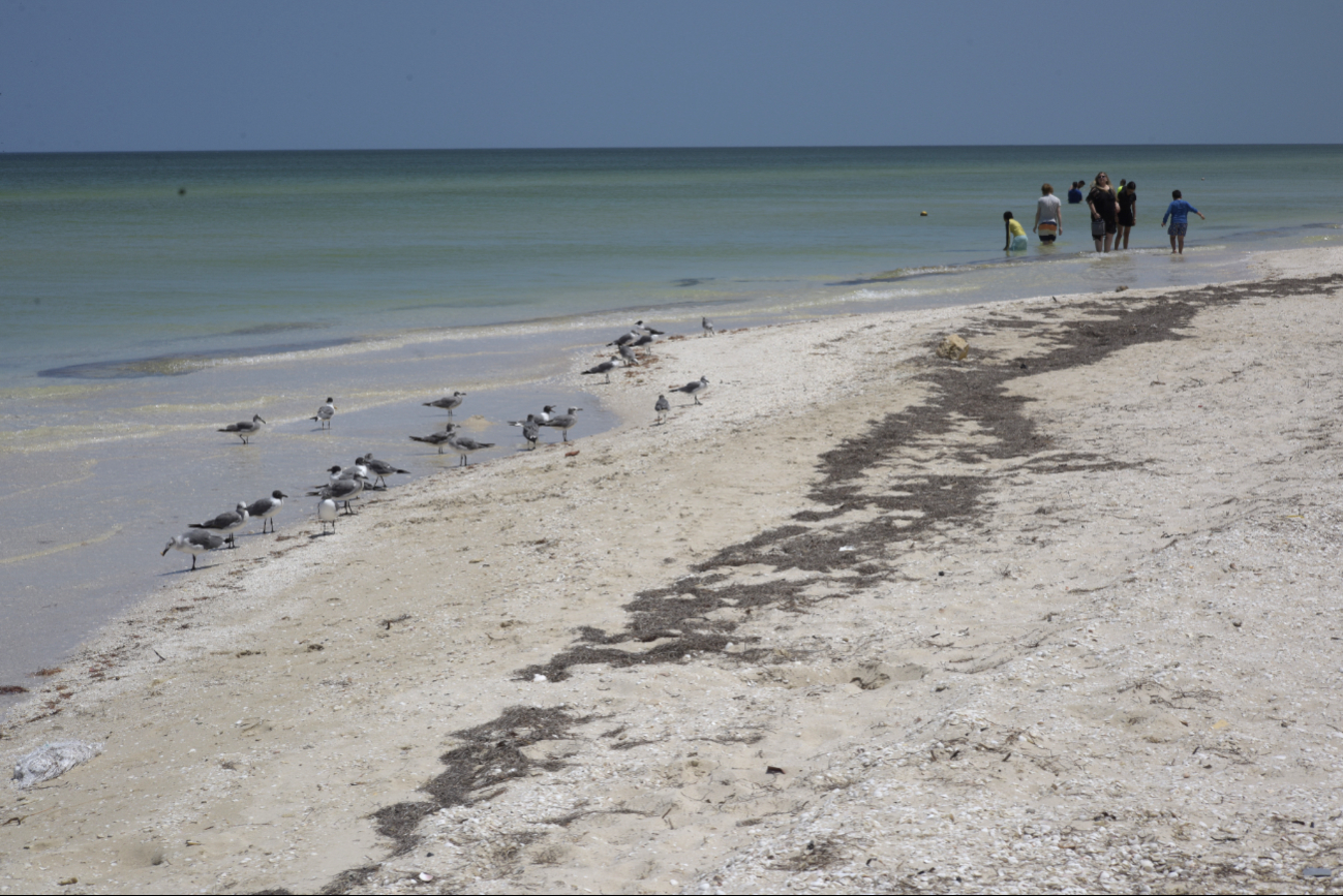 El mar en Chicxulub sigue avanzando El mar en Chicxulub sigue avanzando