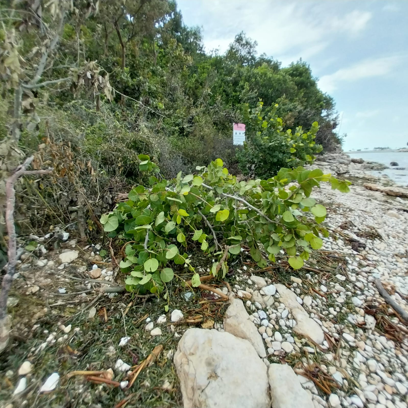 En Playa Norte ya se han realizado reforestaciones con este tipo de flora En Playa Norte ya se han realizado reforestaciones con este tipo de flora