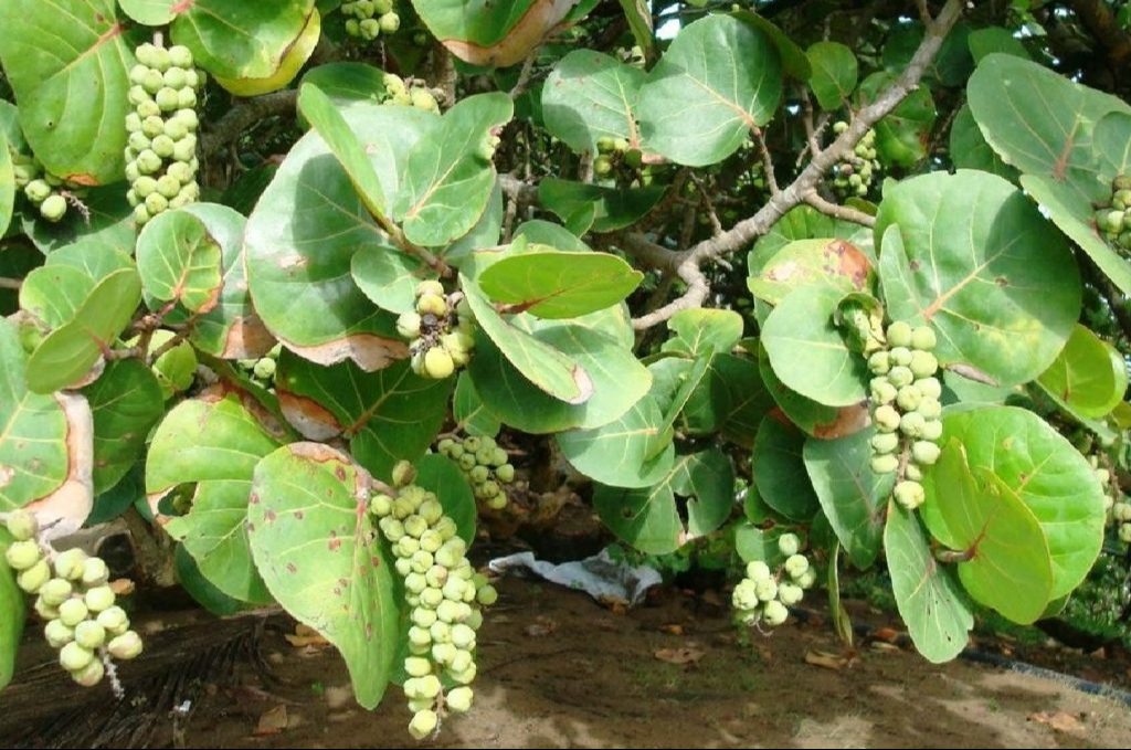 La Coccoloba uvifera es un rompevientos natural que crece en los trópicos.