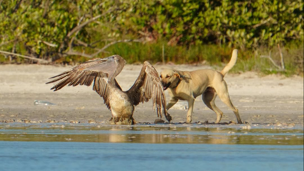 Fotógrafo capta ataque de perros a pelícano en la costa de Sisal