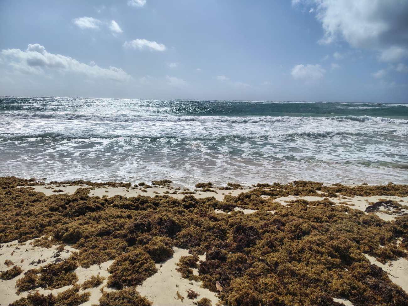 La mayor acumulación fue registrada en los litorales de Cancún y Playa La mayor acumulación fue registrada en los litorales de Cancún y Playa
