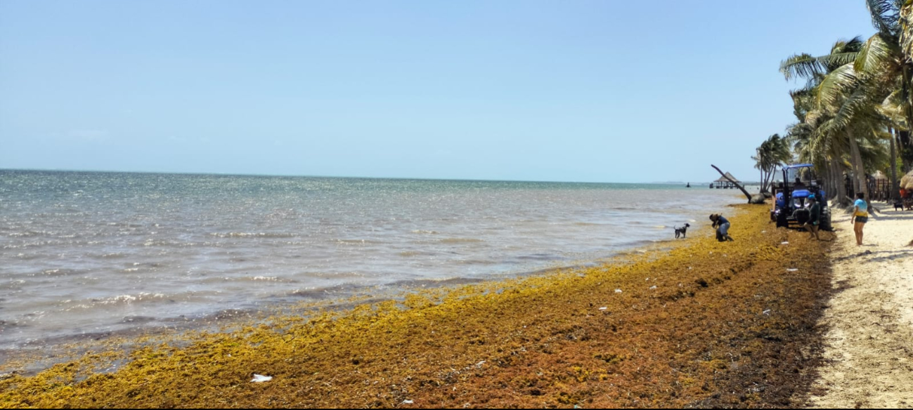 La Red de Monitoreo confirmó que la macroalga está ingresando desde el Mar Caribe, dañando a todo el estado La Red de Monitoreo confirmó que la macroalga está ingresando desde el Mar Caribe, dañando a todo el estado