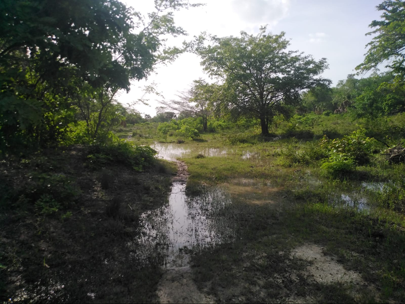 Lluvias del Frente Frío 37 traen alivio a los ganaderos de Sabancuy