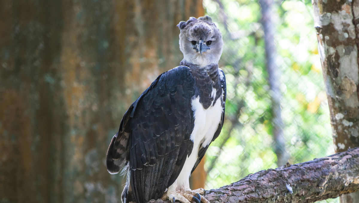 El águila arpía y la guacamaya roja ya no habitan en Campeche, aunque aún existen en otras regiones El águila arpía y la guacamaya roja ya no habitan en Campeche, aunque aún existen en otras regiones