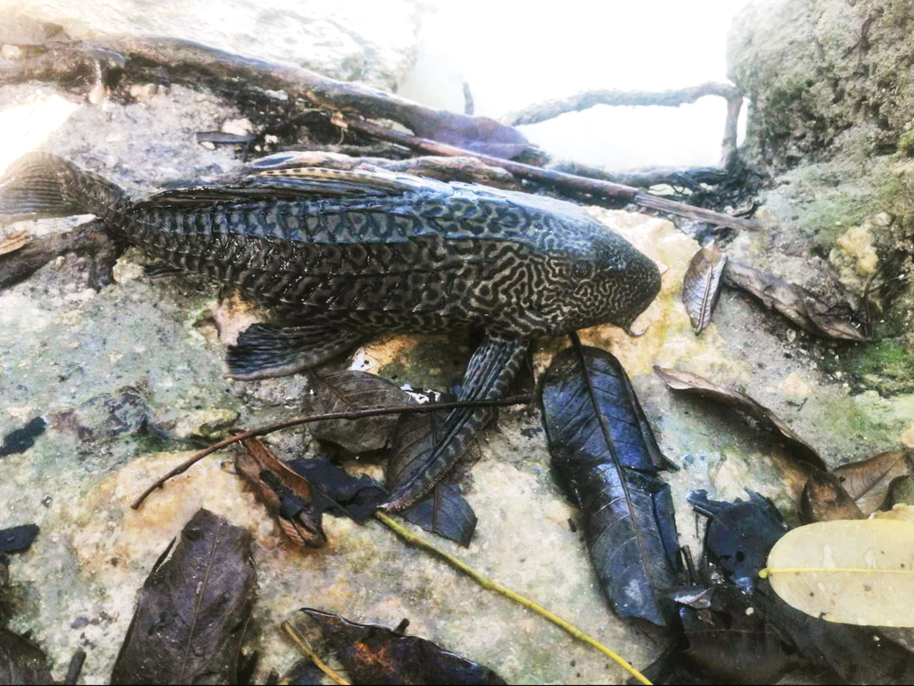 Aparece de nuevo el pez diablo en Chetumal; ahora en Bahía de Calderitas