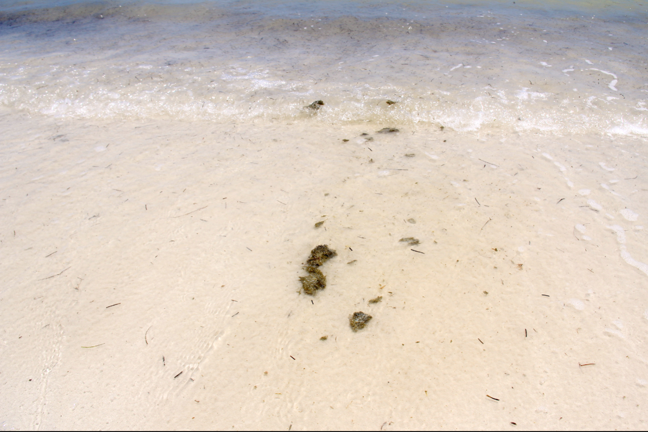 Incluso en otras playas de Cancún, bañistas han detectado heces Incluso en otras playas de Cancún, bañistas han detectado heces