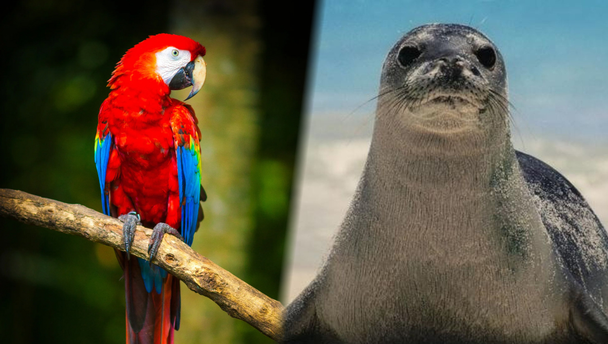 La foca monje del Caribe desapareció debido a caza masiva, siendo declarada extinta en 2008