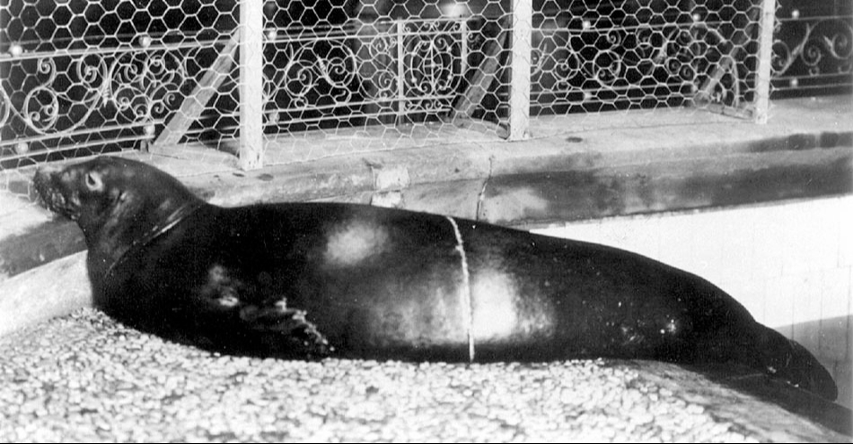 La foca monje del Caribe fue cazada masivamente, extinguiéndose oficialmente en 2008. La foca monje del Caribe fue cazada masivamente, extinguiéndose oficialmente en 2008.