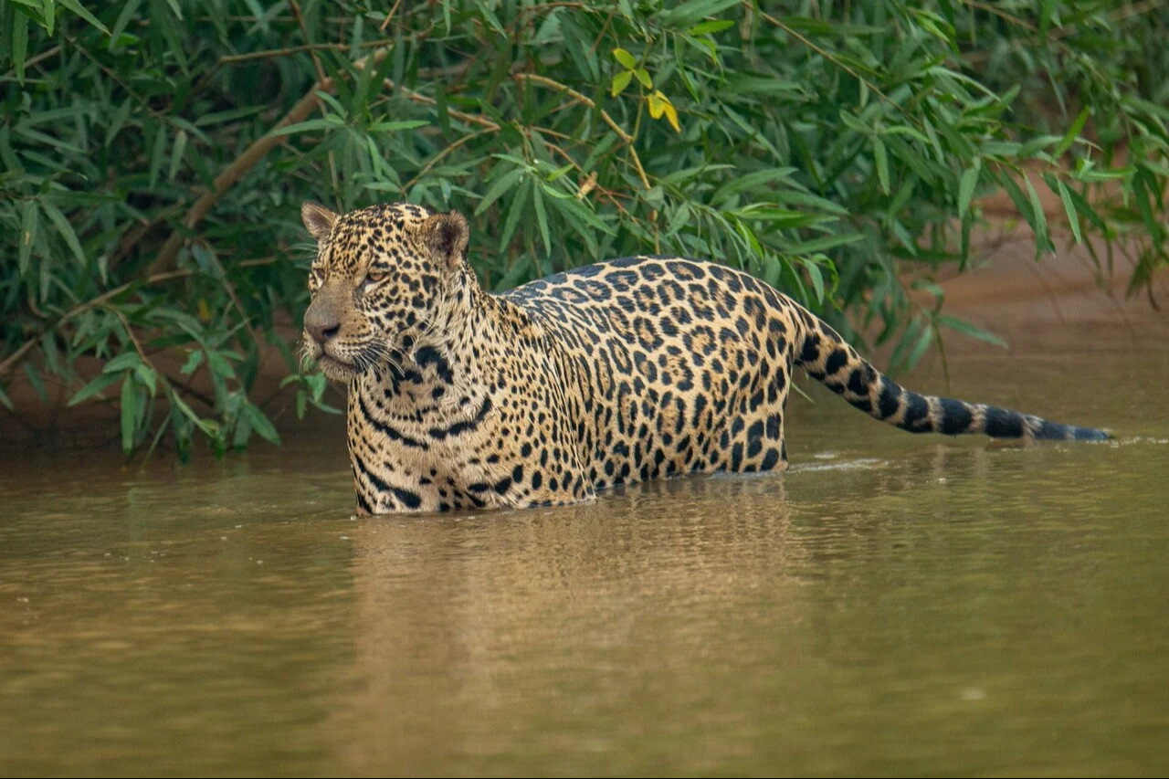  Frontera agropecuaria perjudica a los jaguares    en Campeche
