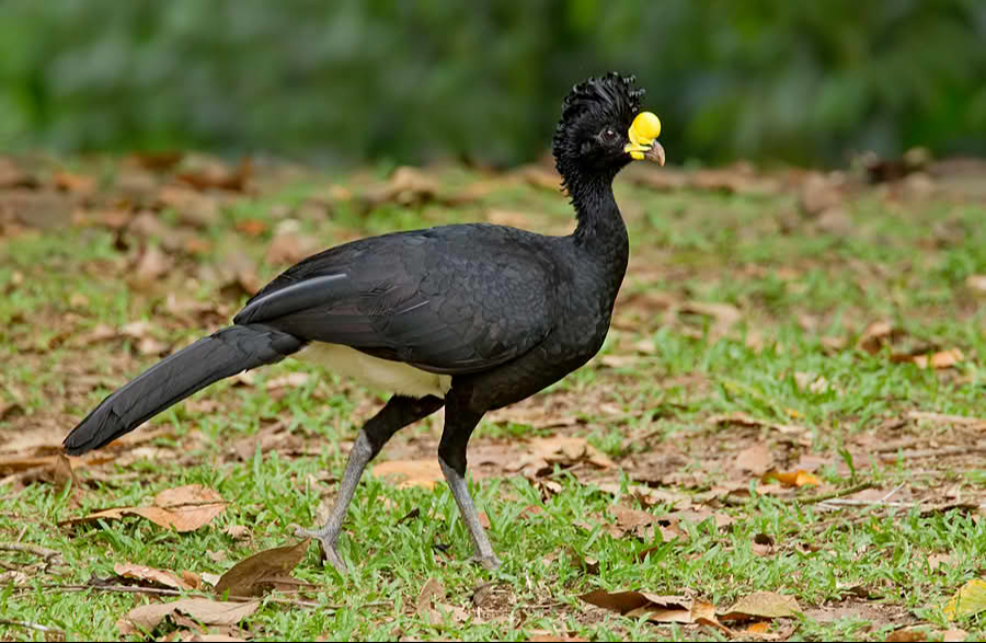 En Yucatán, mujer pone en venta a un hocofaisán, especie amenazada
