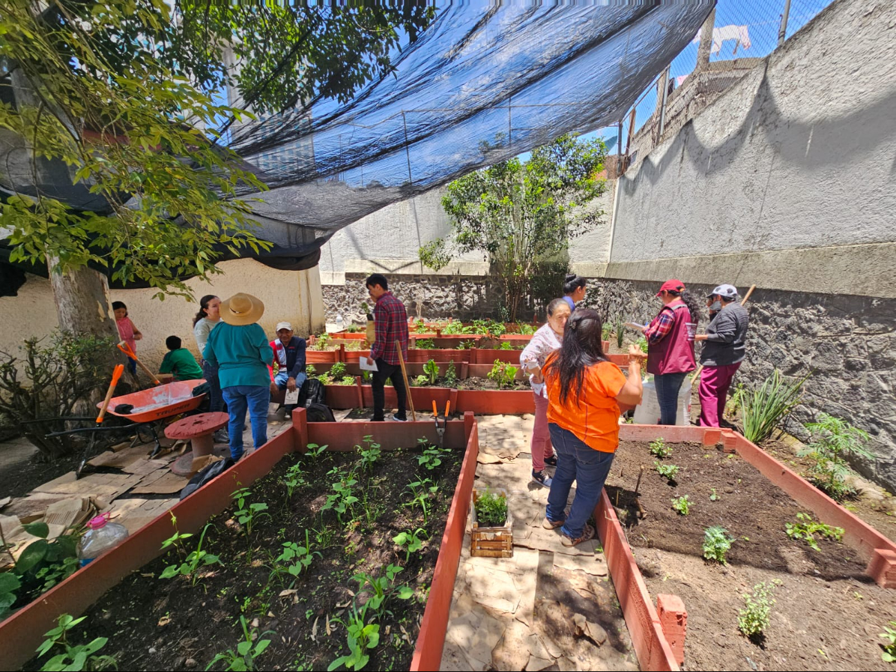  Huertos de traspatio en hogares y escuelas    en Campeche, opciones de "Vida Saludable"