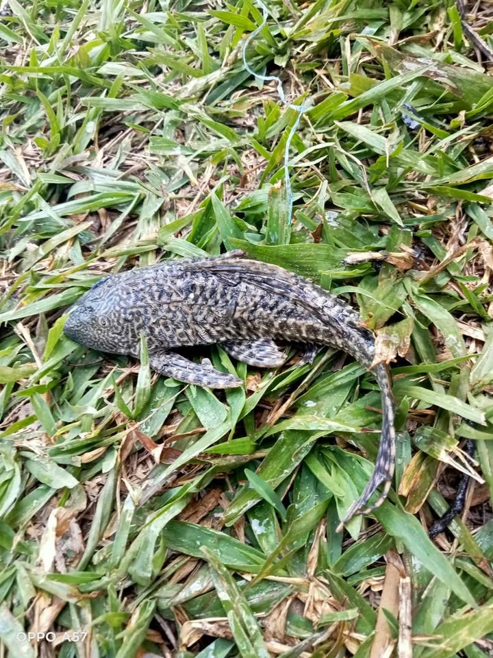 El pez diablo no cuenta con depredadores en la zona sur, convirtiéndolo en una especia invasora.