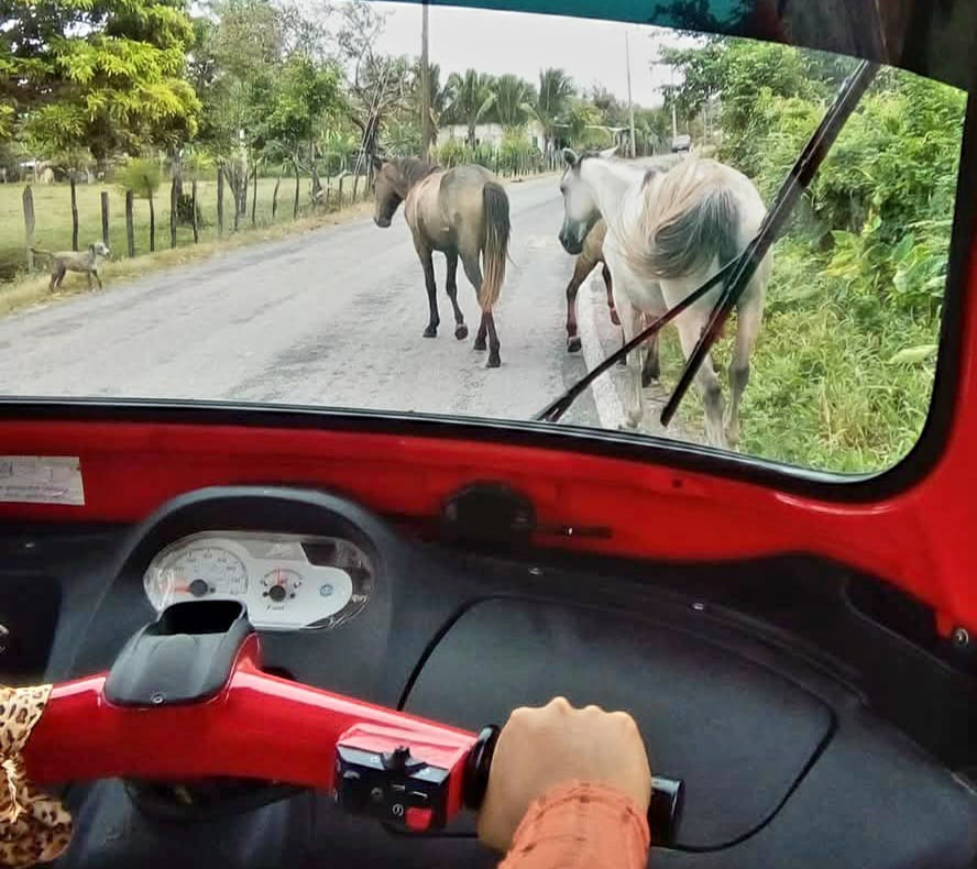 Los animales entran a los potreros y se comen los cultivos, mientras que un mototaxista reporta que se le atravesaron.