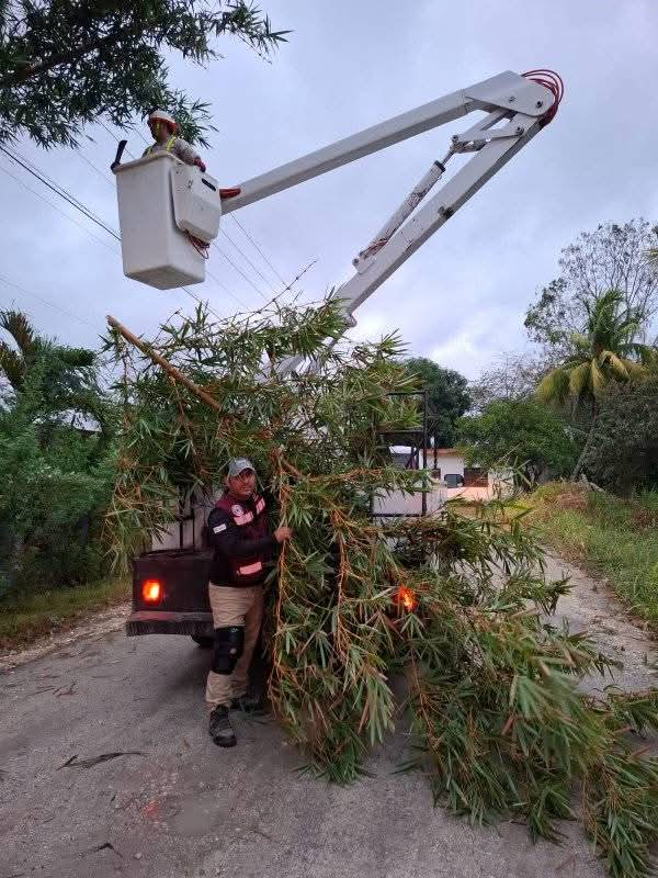 Protección Civil atiende incidente por caída de bambú en líneas eléctricas Protección Civil atiende incidente por caída de bambú en líneas eléctricas