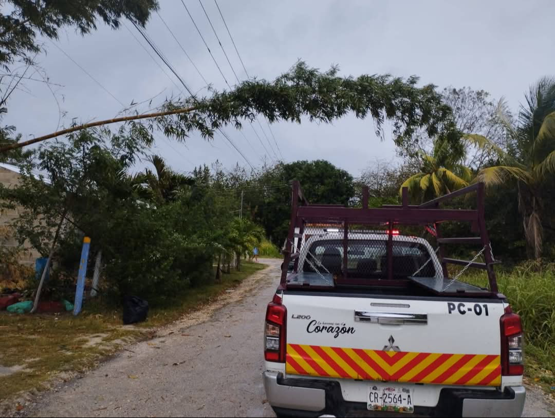 Vecinos alertan sobre riesgos por caída de bambú Vecinos alertan sobre riesgos por caída de bambú