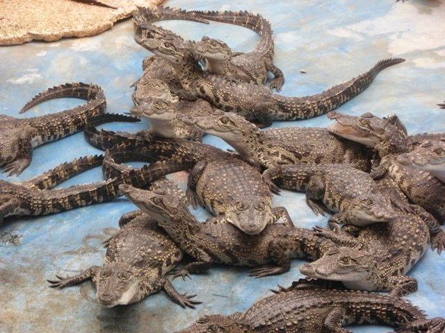 Wotoch Aayin es conocido por su enfoque en la conservación del cocodrilo Moreletii. Wotoch Aayin es conocido por su enfoque en la conservación del cocodrilo Moreletii.