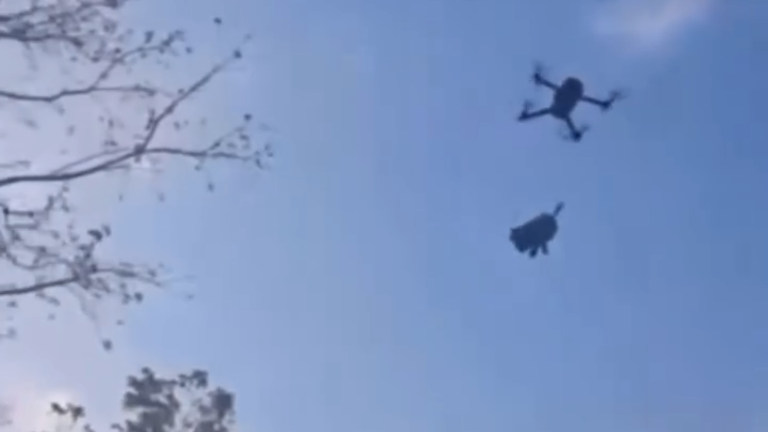 Así fue como “Osito”, un chihuahua de tres meses fue maltratado al ser amarrado a un dron en Xul-Ha