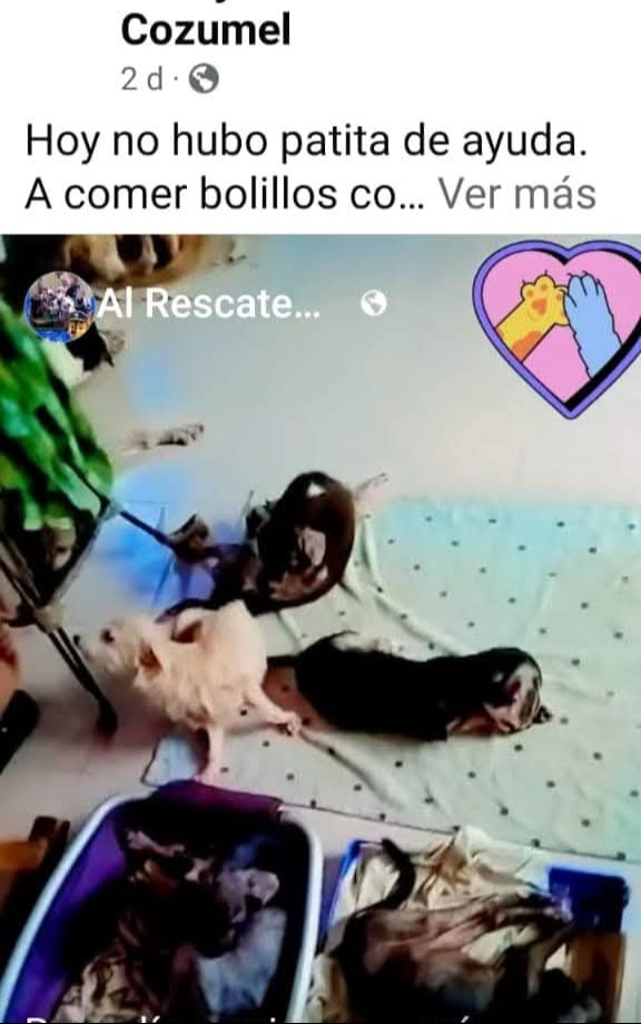 Comparten videos para generar lástima con las mascotas Comparten videos para generar lástima con las mascotas