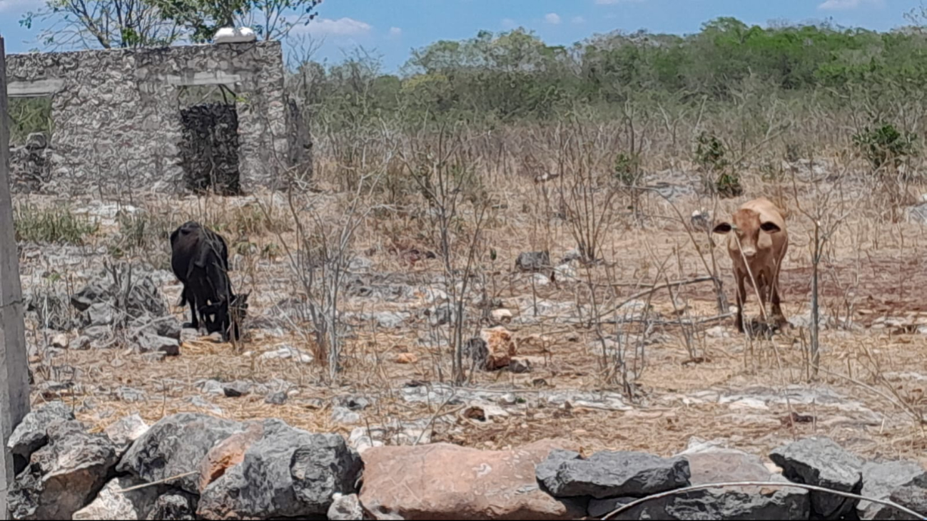 Ganaderos de Santa Cruz Pueblo piden apoyo a la SDA ante la escasez de alimento para el ganado