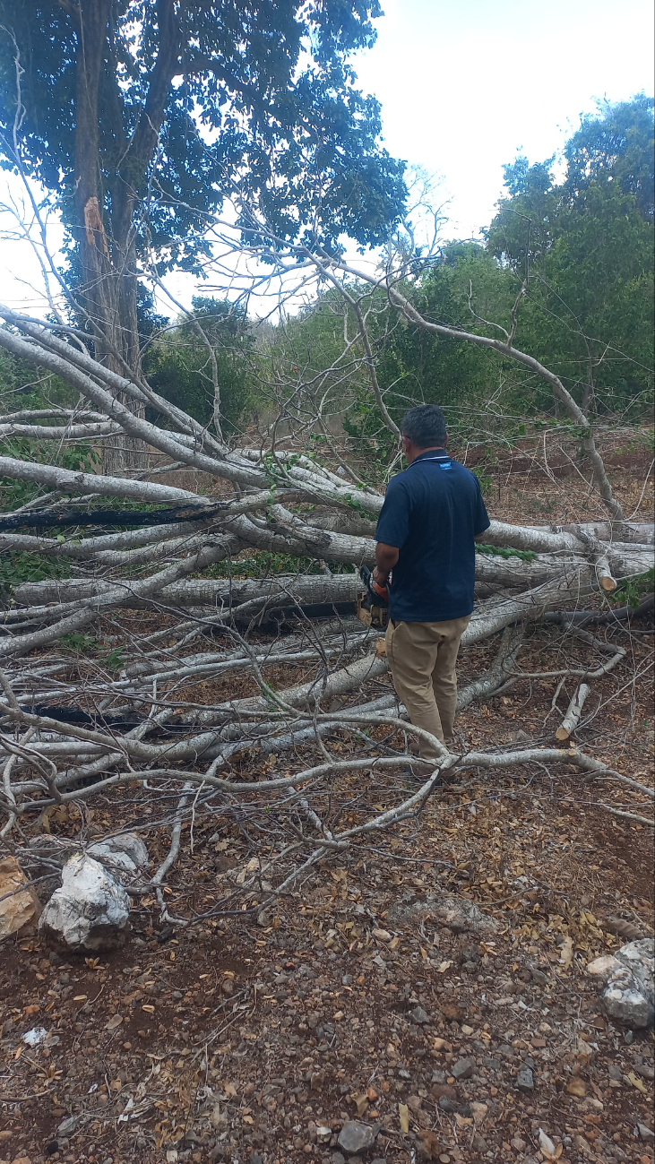 Un árbol cayó por fuertes vientos en Tinún y provocó un apagón tras dañar el tendido eléctrico Un árbol cayó por fuertes vientos en Tinún y provocó un apagón tras dañar el tendido eléctrico