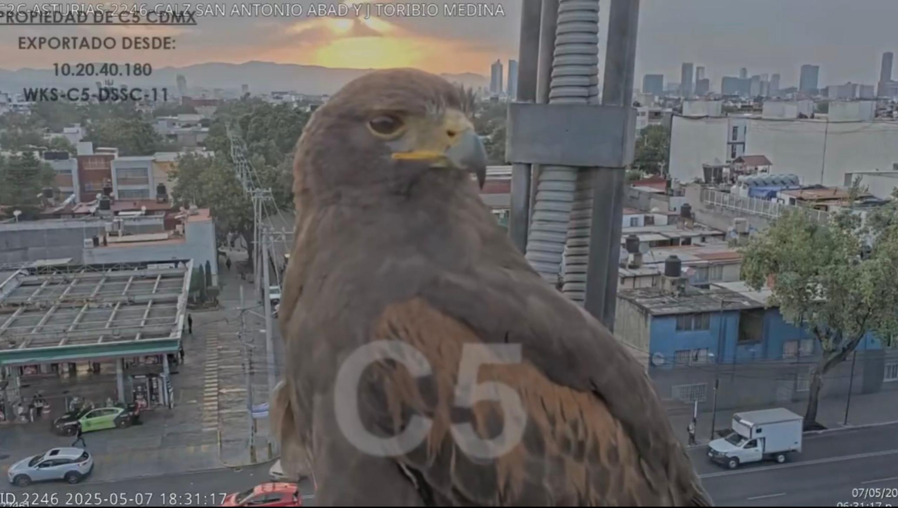 Aguililla de harris se posa frente a una cámara  del C5 en la CDMX, ¿Es común observarlas en la capital del país? 