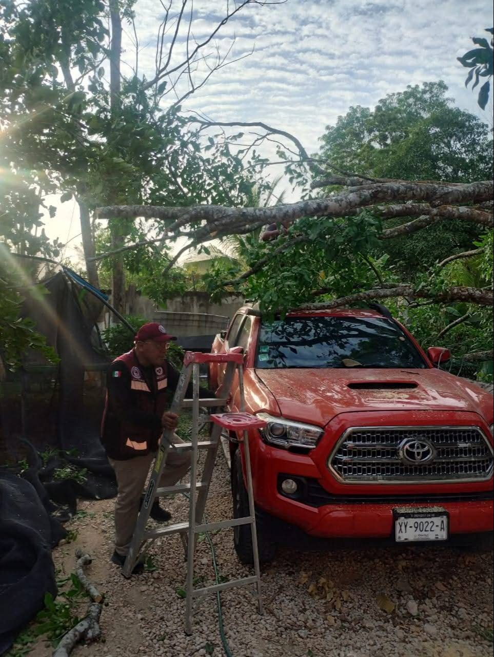 Árbol en mal estado cae sobre camioneta en la colonia Fertimex, Escárcega