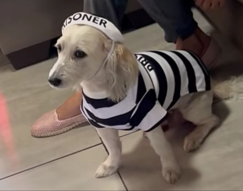 Muere Curly, perro de Fernanfloo durante casi 14 años; usuarios reaccionan 