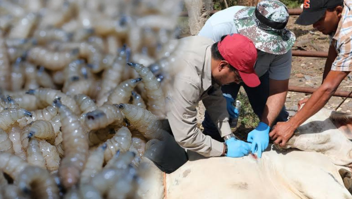 Gusano barrenador: ¿Cómo afecta el cierre de la frontera con EE.UU. a los productores campechanos?