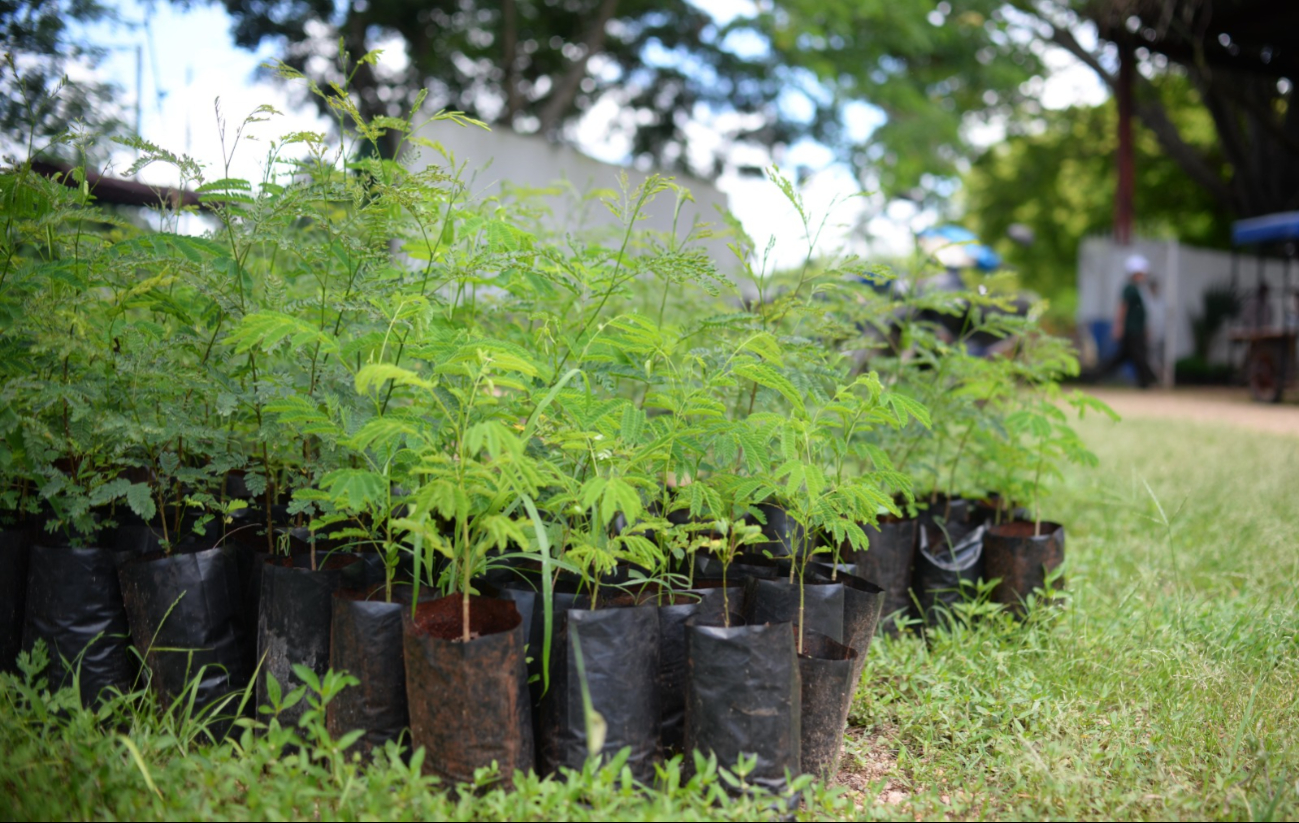 El Ayuntamiento de Mérida pondrá en marcha una gran campaña de reforestación