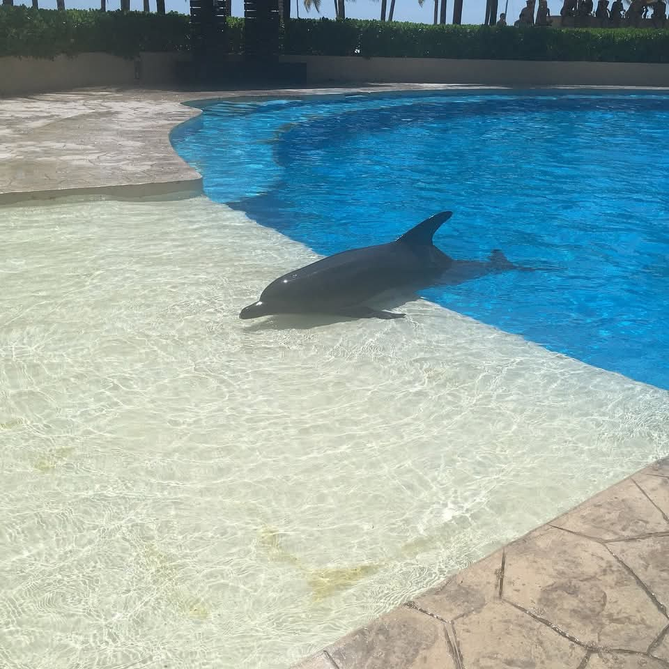 El tamaño del delfinario es considerado uno de los más pequeños del mundo. El tamaño del delfinario es considerado uno de los más pequeños del mundo.