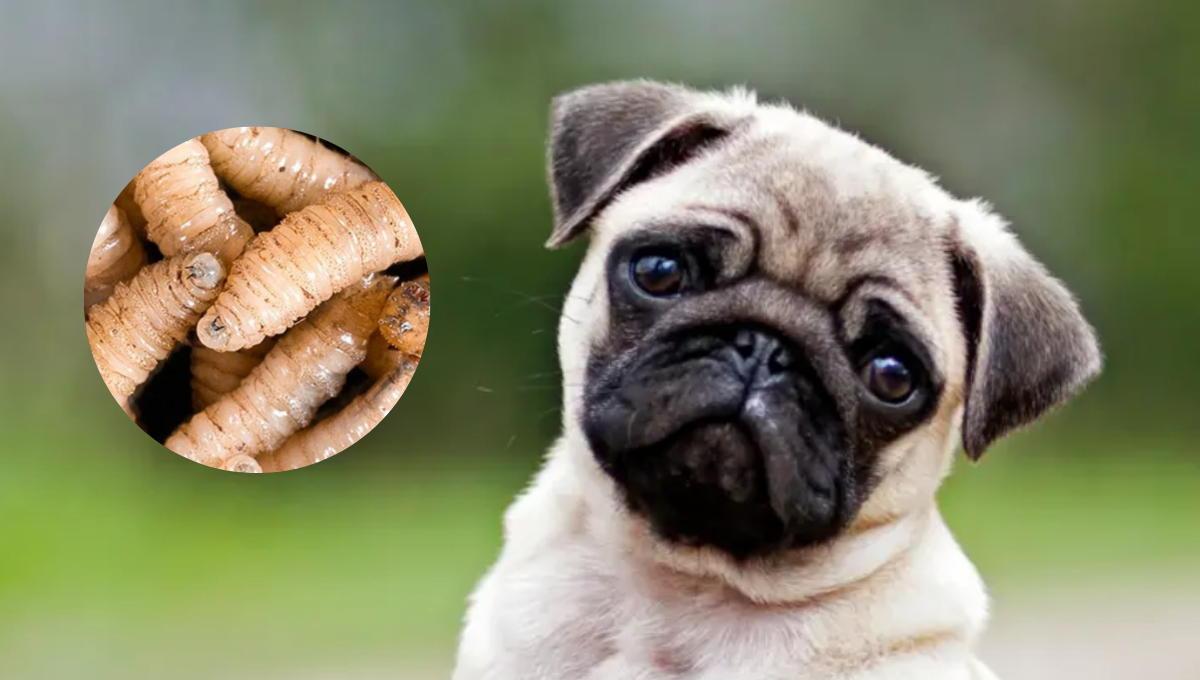 Medidas para cuidar a tu mascota del gusano barrenador