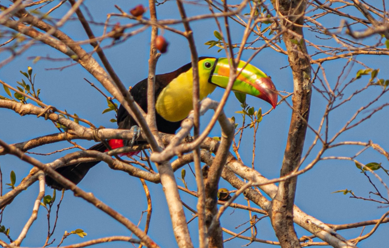 ¡En total libertad!  Captan a tres tucanes pico de canoa en la selva de Yucatán    