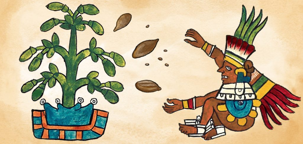 El cacao también fue una moneda de cambio, lo que le otorgó un papel clave en la economía y el comercio maya. El cacao también fue una moneda de cambio, lo que le otorgó un papel clave en la economía y el comercio maya.