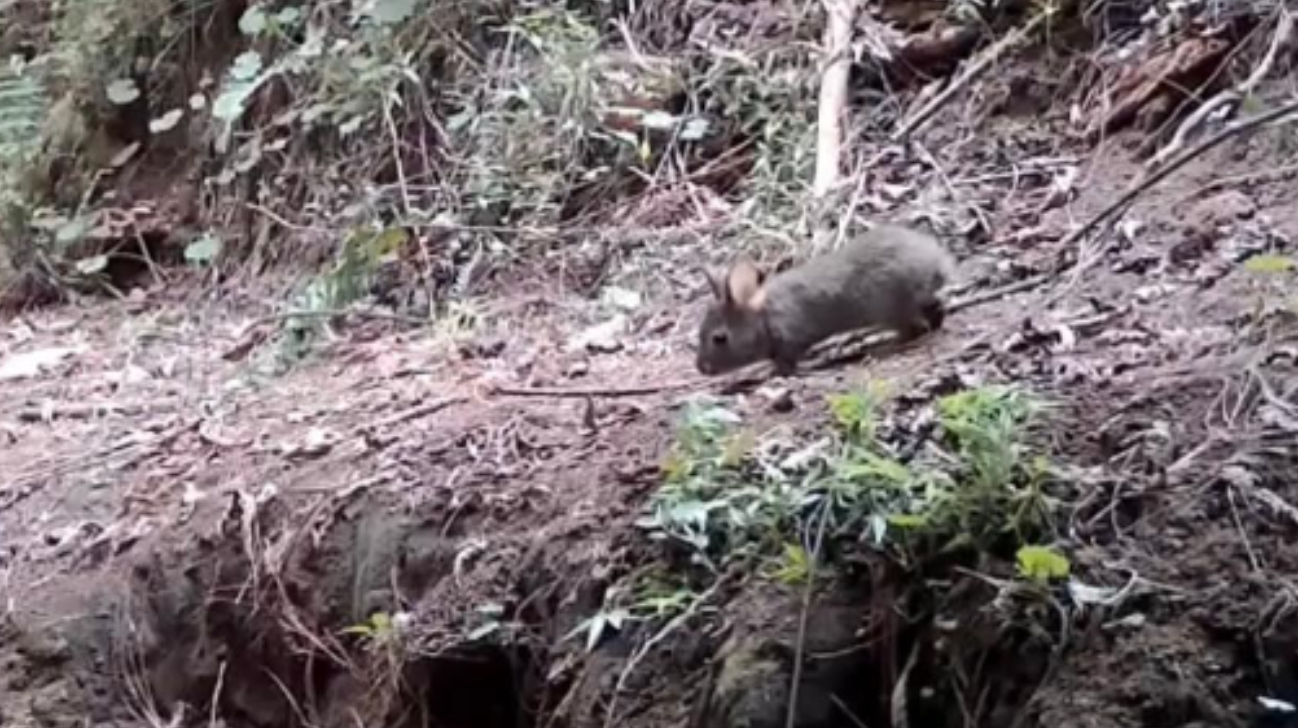   Especie de conejo que se consideraba extinta desde hace 120 años reaparece en México   