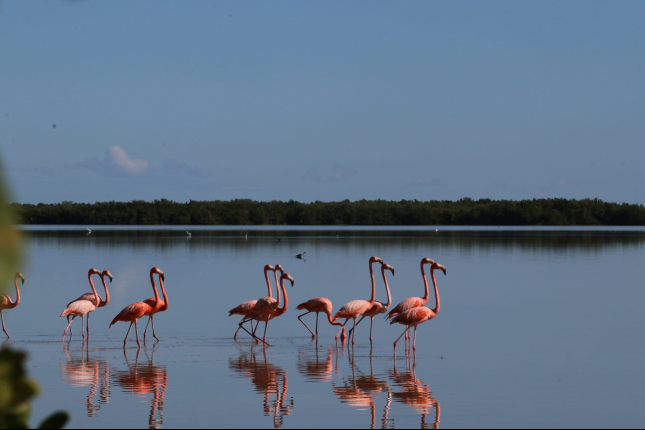 Isla Arena revive: manglares restaurados dan nueva vida a la fauna costera Isla Arena revive: manglares restaurados dan nueva vida a la fauna costera