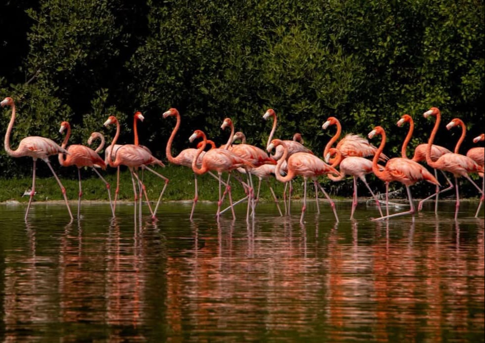 Restauración de manglares en Isla Arena impulsa regreso de fauna marina