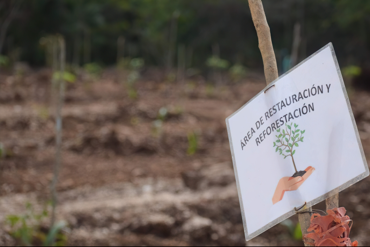 Trabajan para ampliar áreas protegidas y preservar hábitats de especies en peligro, como el jaguar y la tortuga marina Trabajan para ampliar áreas protegidas y preservar hábitats de especies en peligro, como el jaguar y la tortuga marina