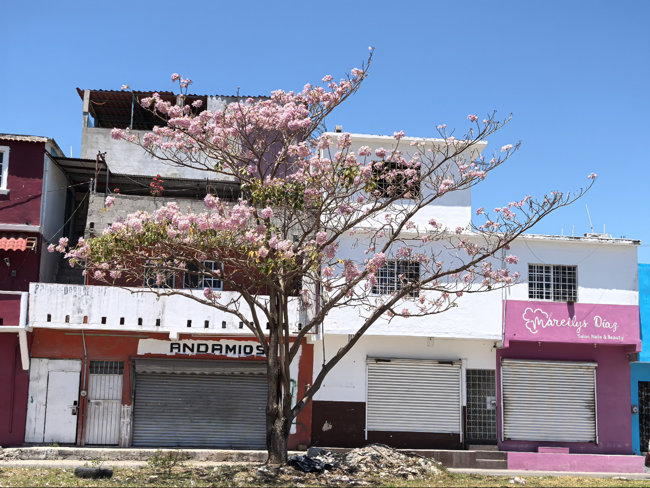 El maculí, árbol de vistosas flores rosadas, ha adelantado su floración en los últimos años debido al cambio climático.