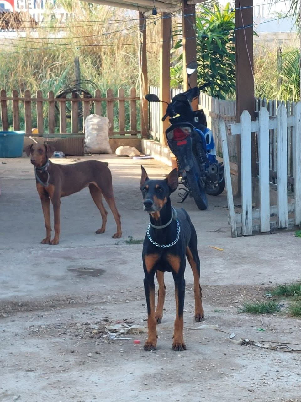 Inseguridad también alcanza a las mascotas: desaparece dóberman