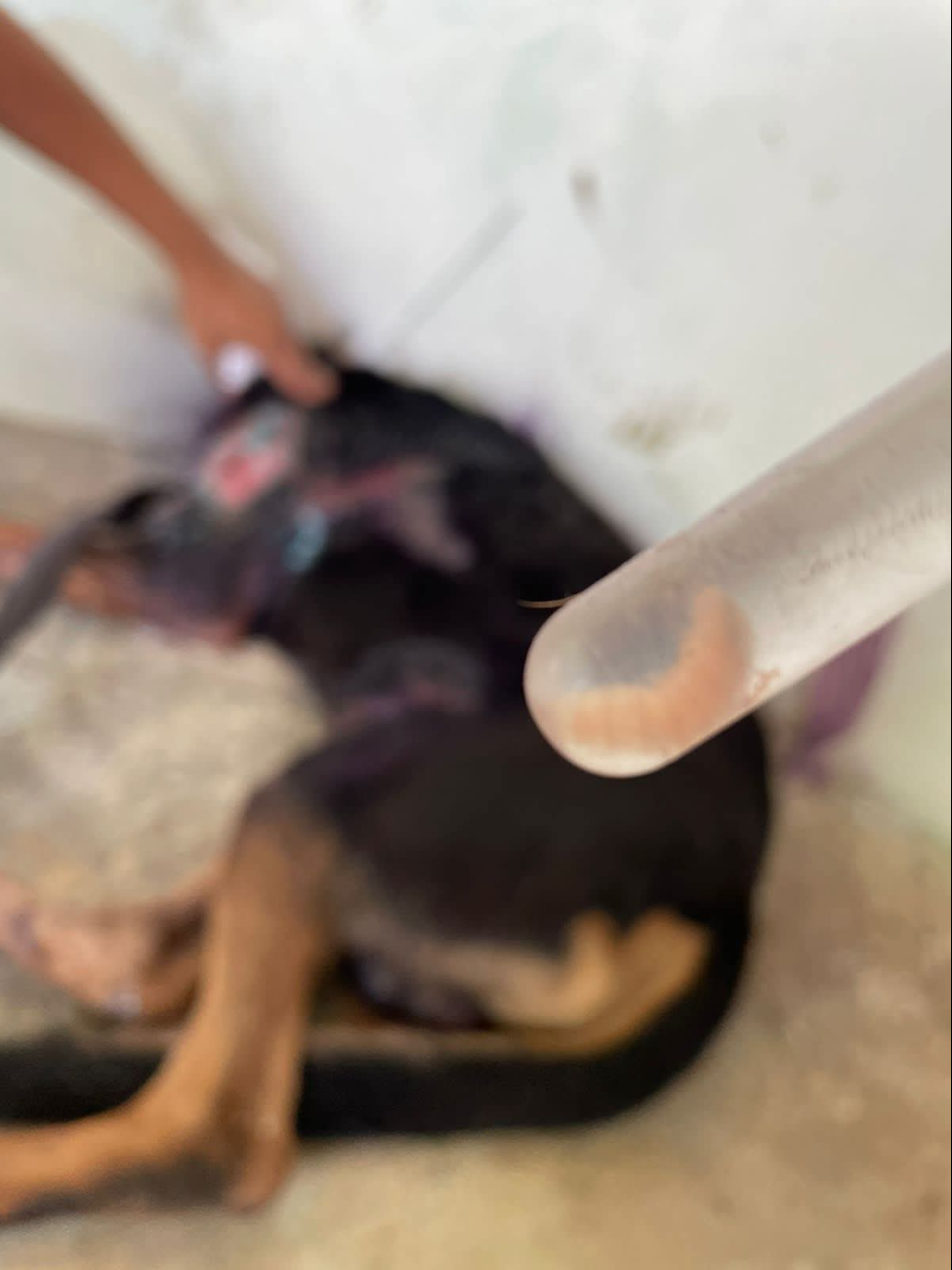  Veterinarios de Campeche critican falta de acción contra el gusano barrenador   