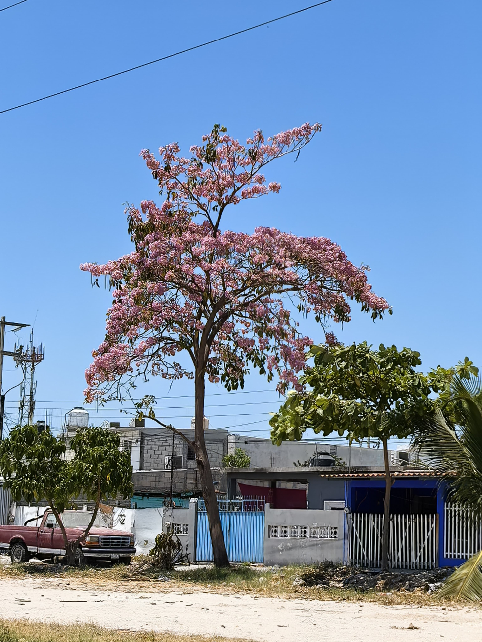 Tradicionalmente florece de enero a junio, pero ahora inicia desde diciembre. Tradicionalmente florece de enero a junio, pero ahora inicia desde diciembre.
