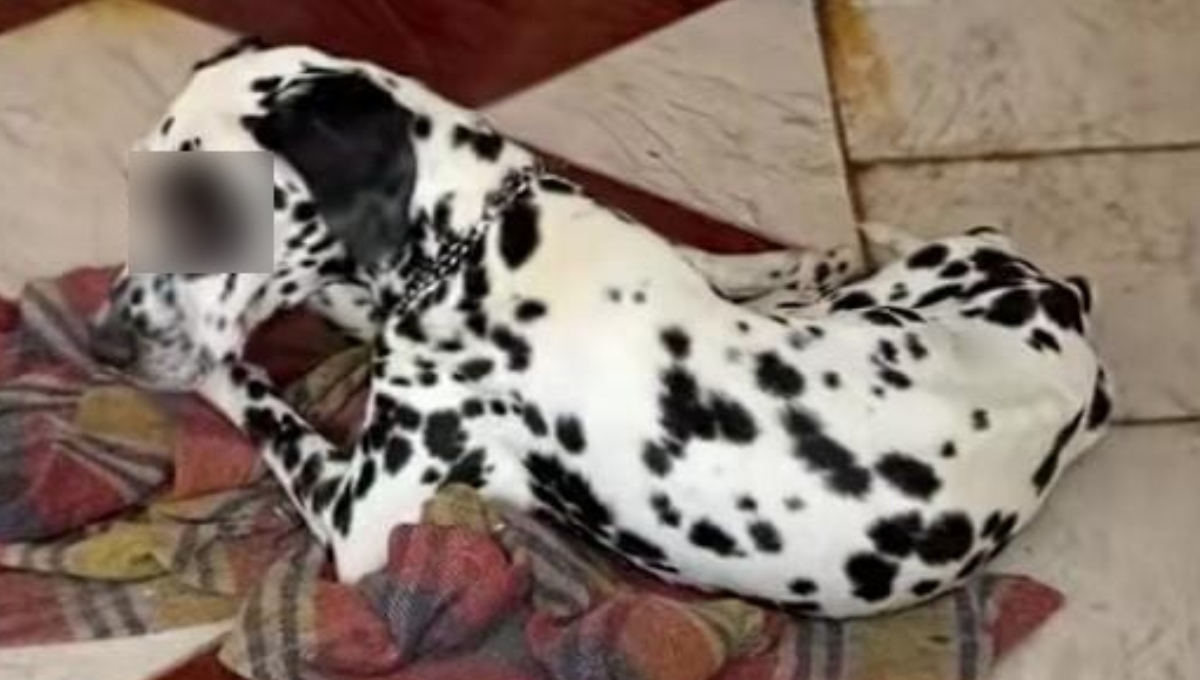 Denuncian maltrato animal en Motul; perro muere tras el presunto abandono de su propietaria