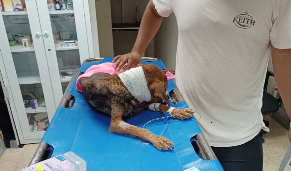  Descartan gusano barrenador en Nena, perrita de Escárcega   