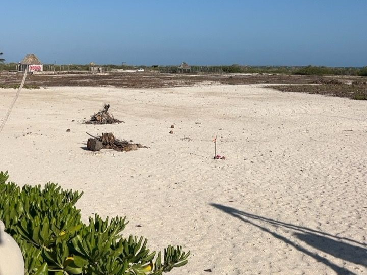 La Profepa priorizará la restauración de la zona afectada, el rescate de la palma chit, del manglar y del resto de la vegetación nativa La Profepa priorizará la restauración de la zona afectada, el rescate de la palma chit, del manglar y del resto de la vegetación nativa